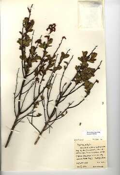 Image of Bog-myrtle