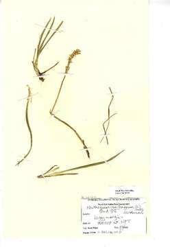 Image of Bog asphodel