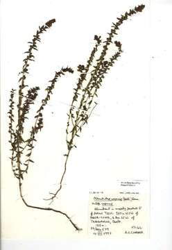 Image of red bartsia