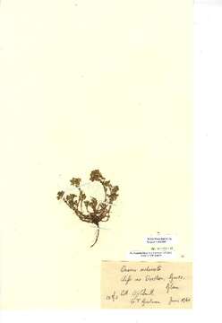 Image of Ononis reclinata L.