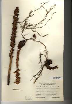 Image of ivy broomrape