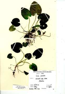 Image of sweet violet