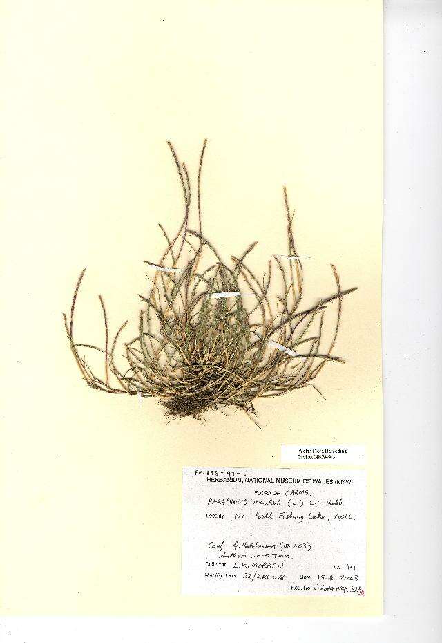 Image of curved sicklegrass