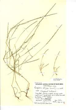 Image of Parapholis strigosa (Dumort.) C. E. Hubb.