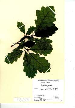 Image of sessile oak, durmast oak