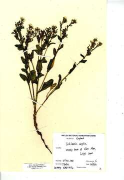 Image of Cochlearia anglica L.