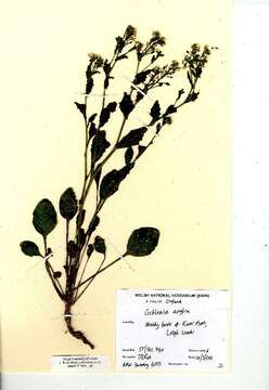 Image of Cochlearia anglica L.