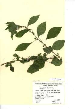 Image of pellitory-of-the-wall