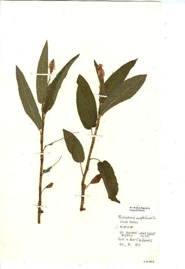 Image of Persicaria amphibia