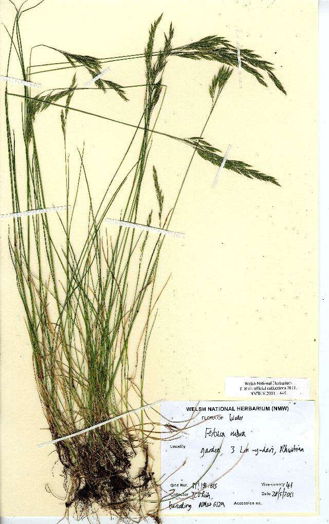 Image of Festuca rubra