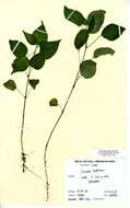 Image of broadleaf enchanter's nightshade