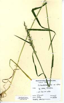 Image of Button Grass