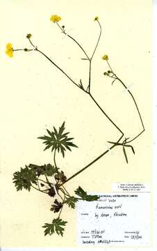 Image of common buttercup