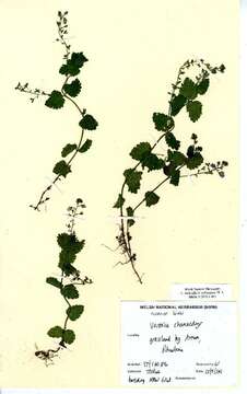 Image of bird's-eye speedwell