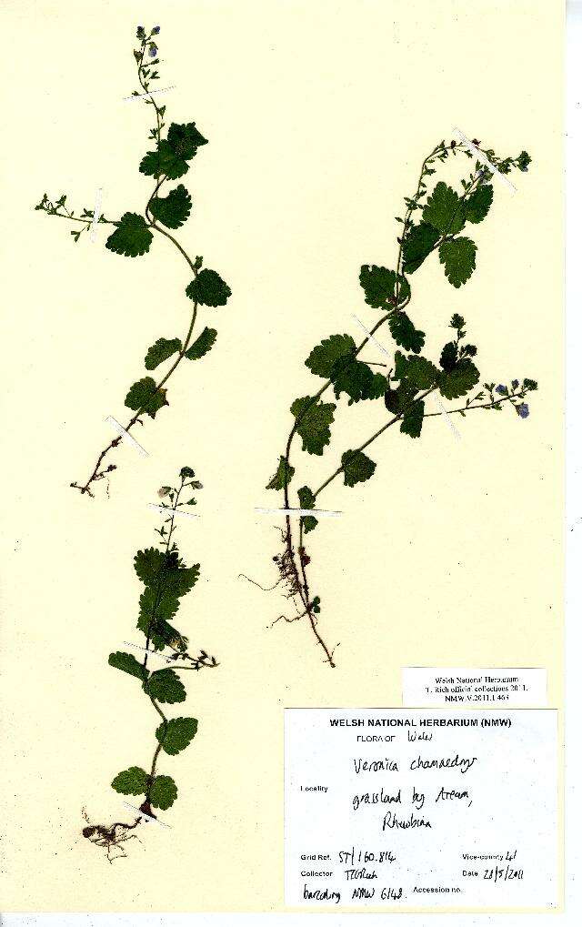 Image of bird's-eye speedwell