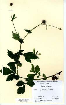 Image of Wood Avens