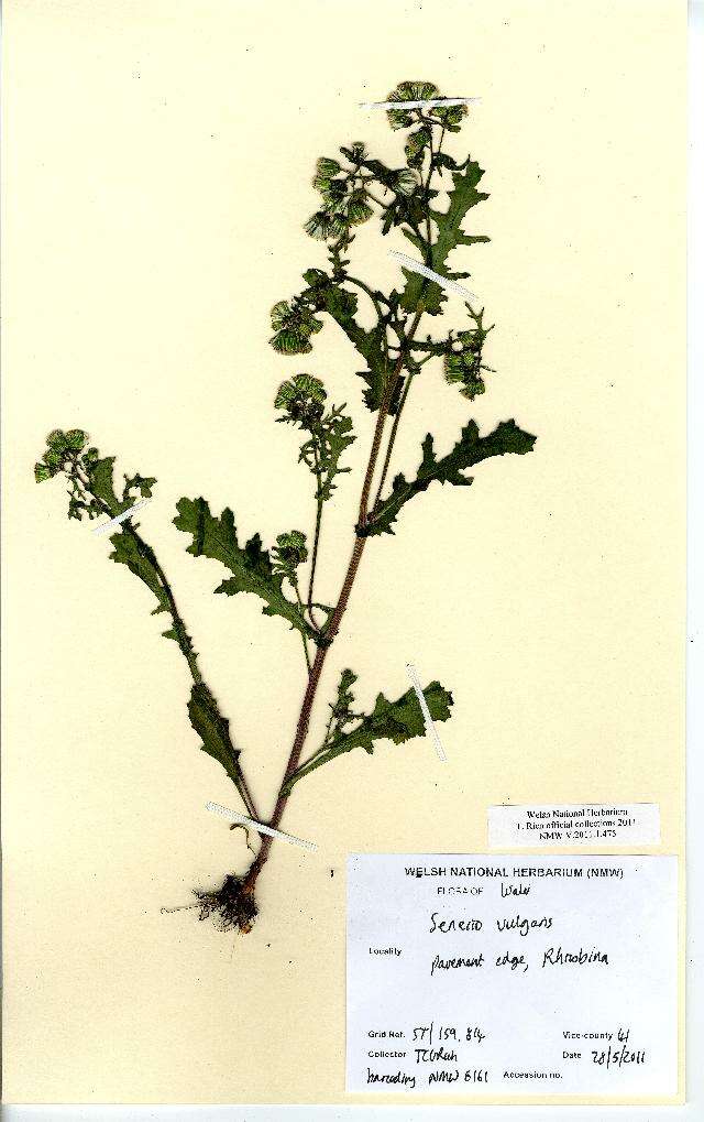 Image of groundsel