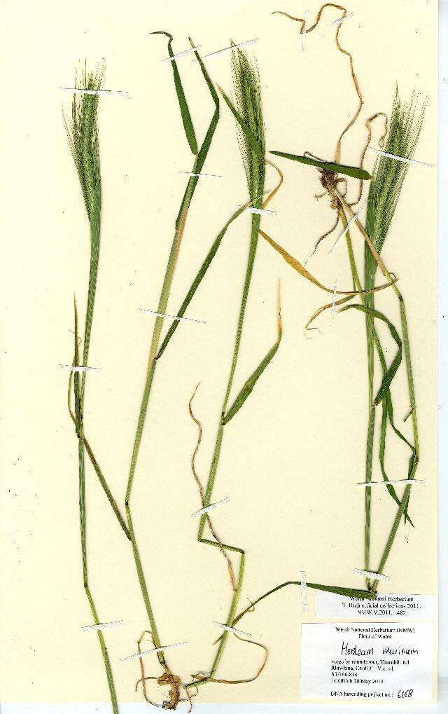 Image of mouse barley