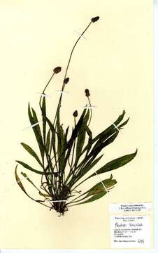 Image of Ribwort Plantain