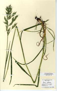 Image of soft brome