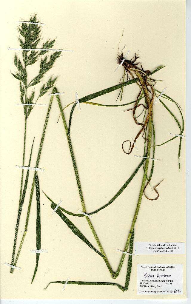 Imagem de Bromus hordeaceus L.