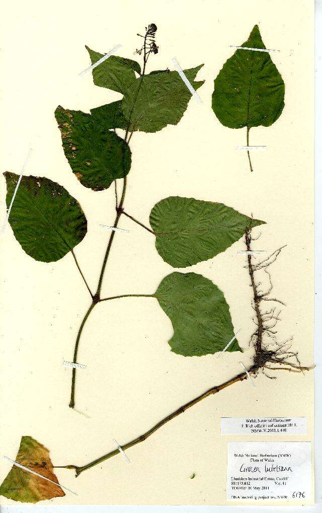 Image of broadleaf enchanter's nightshade