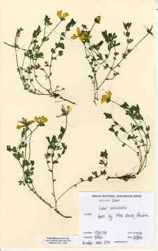 Image of Common Bird's-foot-trefoil