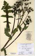 Image of spiny sowthistle