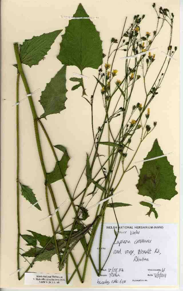 Image of nipplewort