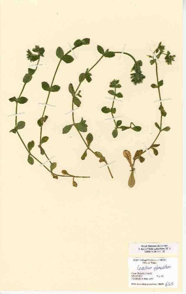 Image of sticky chickweed