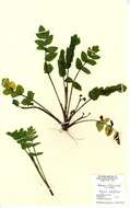 Image of Fool's-Watercress