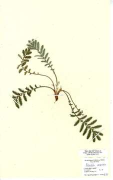 Image of silverweed cinquefoil