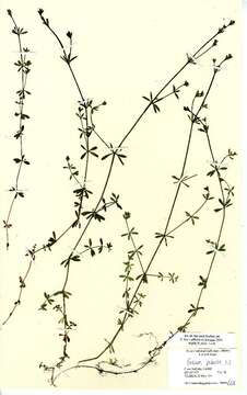 Image of Common Marsh-bedstraw