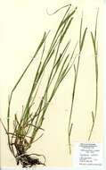 Image of Crested dogstail grass