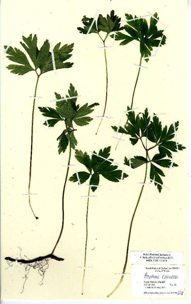 Image of European thimbleweed