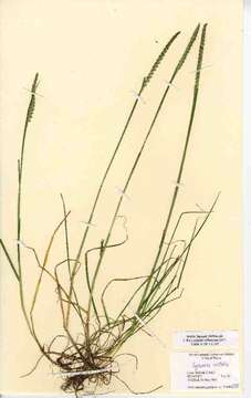 Image of Crested dogstail grass