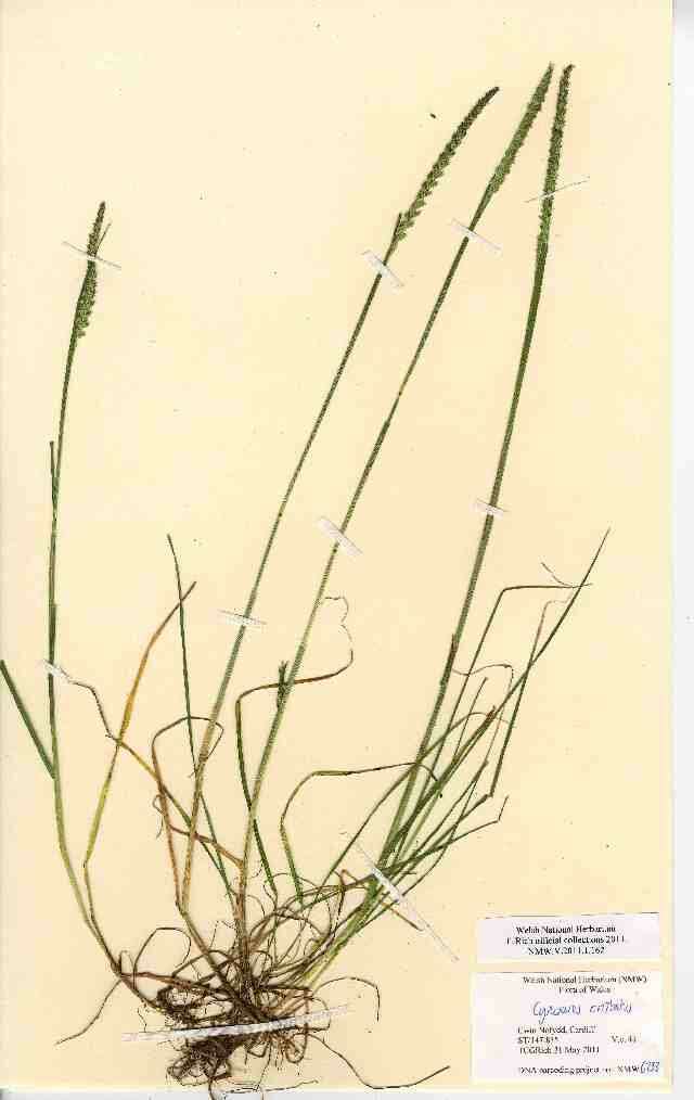 Image of Crested dogstail grass