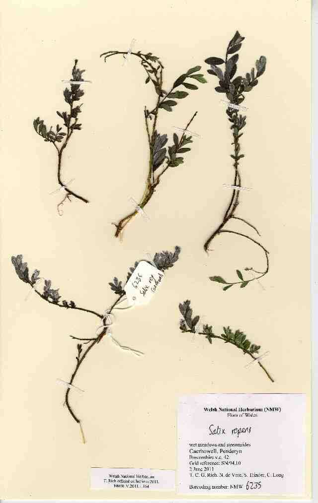 Image of creeping willow