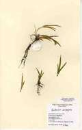 Image of Bog asphodel