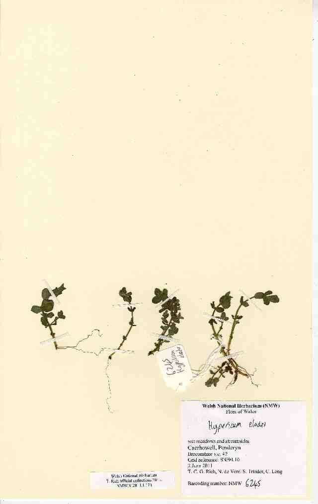 Image of Hypericum elodes L.