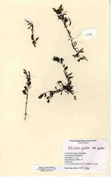 Image of lousewort