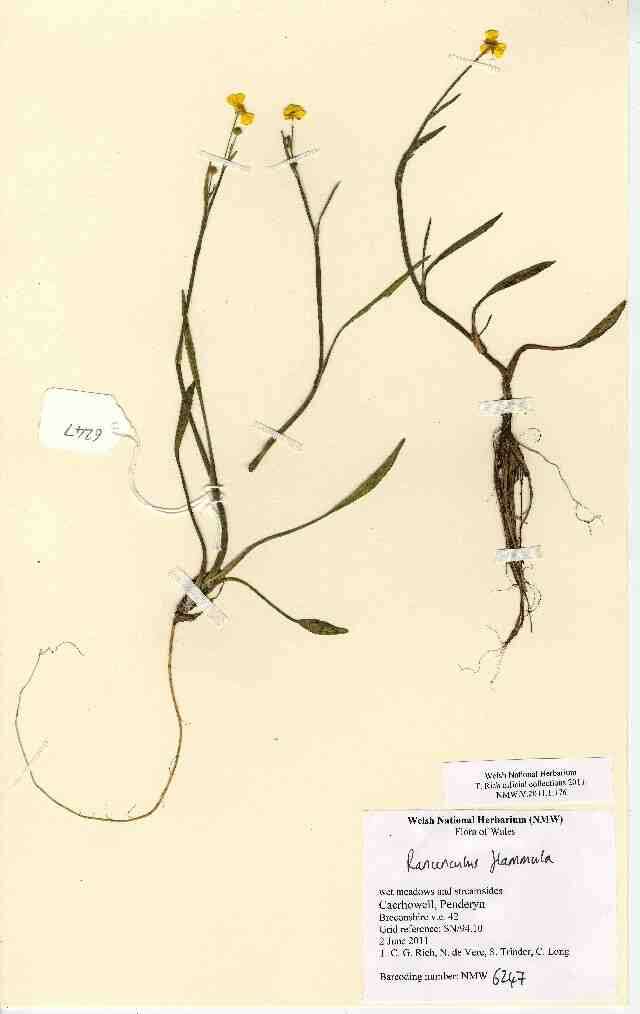 Image of Lesser Spearwort