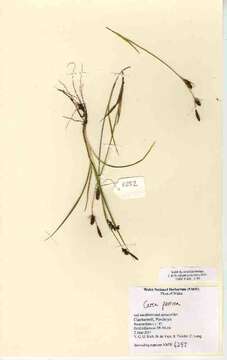 Image of carnation sedge