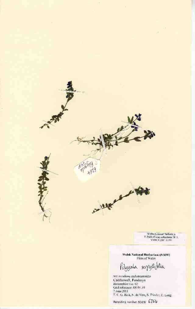 Image of Polygala serpyllifolia J. A. C. Hose