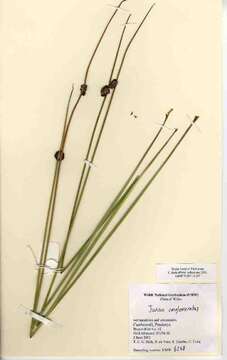 Juncus conglomeratus L. resmi