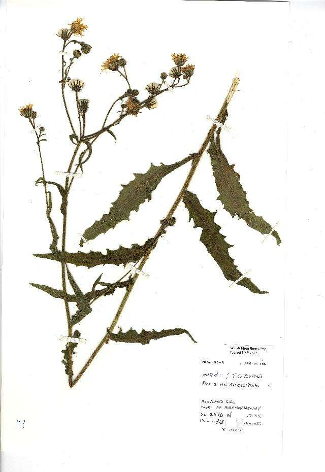 Слика од Picris hieracioides L.