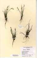 Juncus bulbosus L. resmi