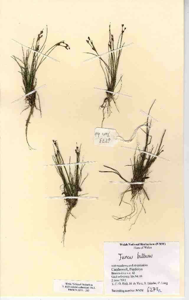 Juncus bulbosus L. resmi