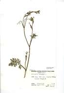Image of burnet saxifrage