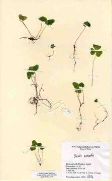 Image of Wood-sorrel